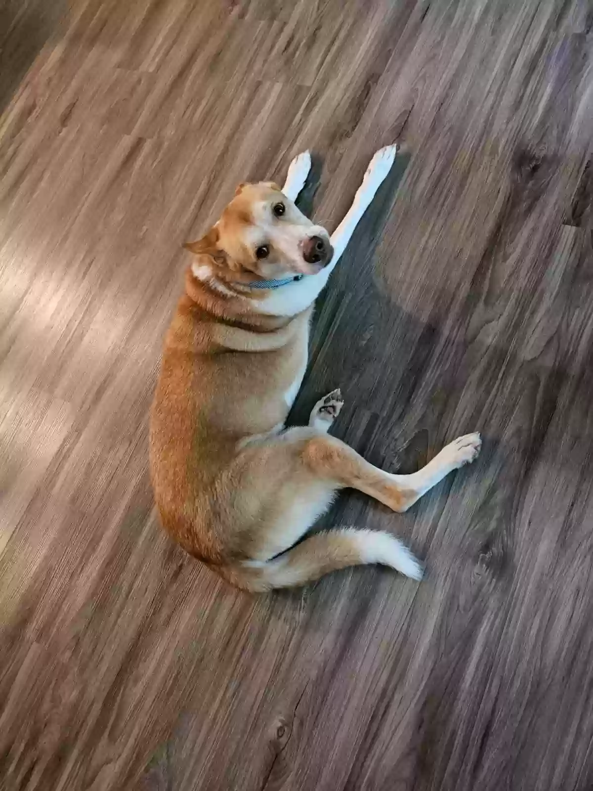 adoptable Dog in Dallas,GA named Camo